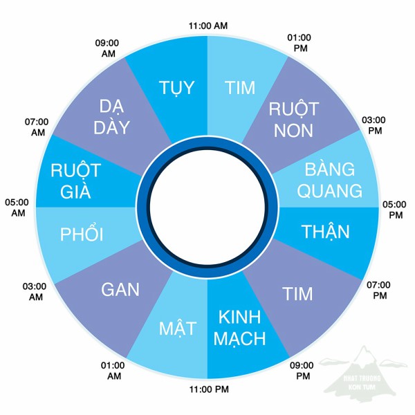 Thời gian vượng của tạng phủ. (Ảnh: kenh14.vn)